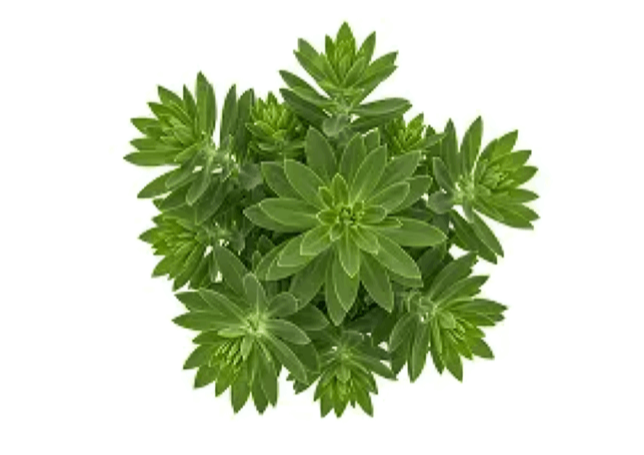 Cortisol cocktail